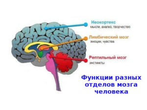 картинка Помощь психотерапевта мозг